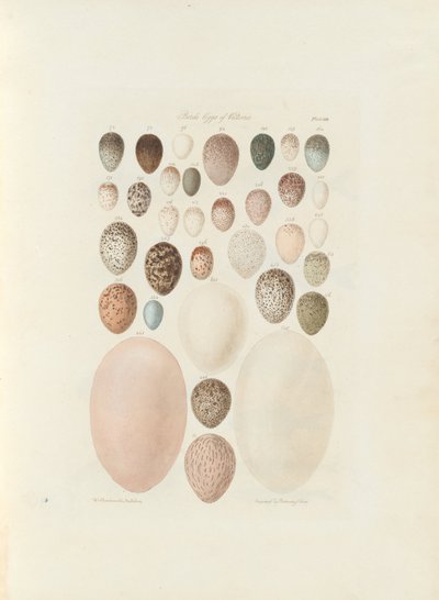 Ovos de aves da Victoria. O fólio inédito Austrália Terra Cognita, de William Blandowski. 1855-56 de William Blandowski